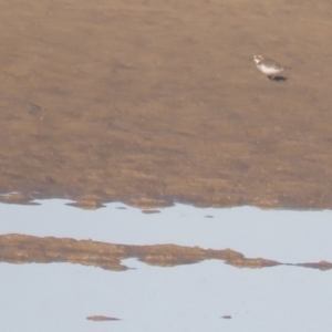 Anarhynchus bicinctus at Noosa Heads, QLD - 17 Jul 2018 07:48 AM