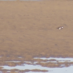 Anarhynchus bicinctus at Noosa Heads, QLD - 17 Jul 2018 07:48 AM