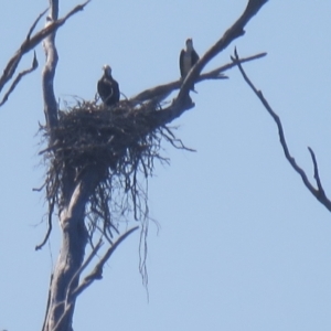 Pandion haliaetus at Noosaville, QLD - 18 Jul 2018