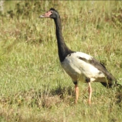 Anseranas semipalmata (Magpie Goose) at Lake MacDonald, QLD - 25 Jan 2019 by Liam.m