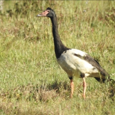 Anseranas semipalmata (Magpie Goose) at Lake MacDonald, QLD - 25 Jan 2019 by Liam.m