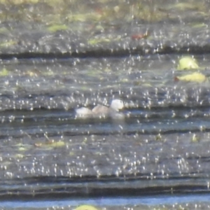 Nettapus coromandelianus at Lake MacDonald, QLD - 25 Jan 2019