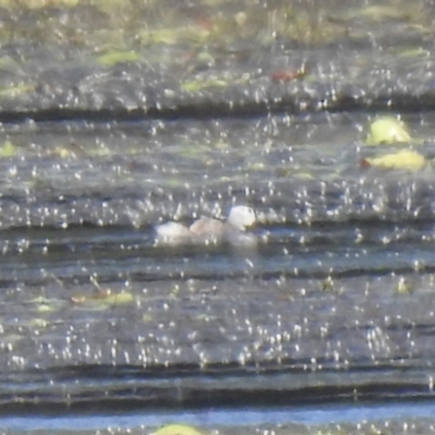 Nettapus coromandelianus (Cotton Pygmy-Goose) at Lake MacDonald, QLD - 25 Jan 2019 by Liam.m