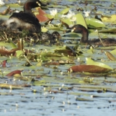 Tachybaptus novaehollandiae (Australasian Grebe) at Lake MacDonald, QLD - 25 Jan 2019 by Liam.m