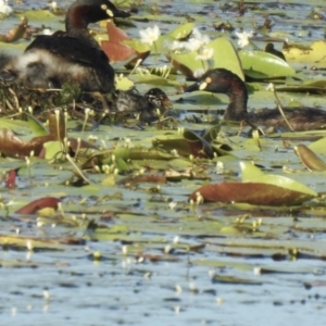 Tachybaptus novaehollandiae at Lake MacDonald, QLD - 25 Jan 2019 05:49 PM