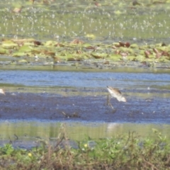 Irediparra gallinacea (Comb-crested Jacana) at Lake MacDonald, QLD - 25 Jan 2019 by Liam.m