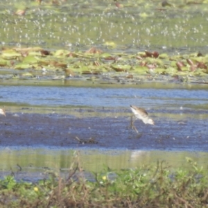 Irediparra gallinacea at Lake MacDonald, QLD - 25 Jan 2019