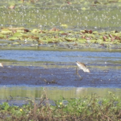 Irediparra gallinacea (Comb-crested Jacana) at Lake MacDonald, QLD - 25 Jan 2019 by Liam.m