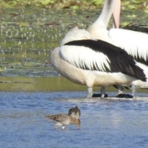 Gallinago hardwickii at Lake MacDonald, QLD - 25 Jan 2019 05:36 PM