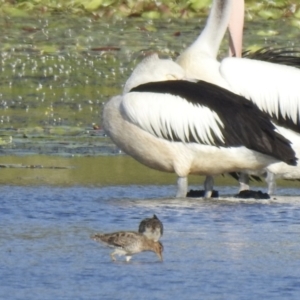 Gallinago hardwickii at Lake MacDonald, QLD - 25 Jan 2019