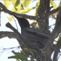 Edolisoma tenuirostre (Common Cicadabird) at Lake MacDonald, QLD - 25 Jan 2019 by Liam.m