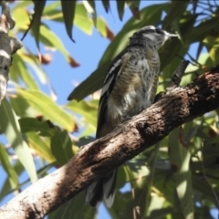 Lalage leucomela (Varied Triller) at Noosa Heads, QLD - 27 Jan 2019 by Liam.m