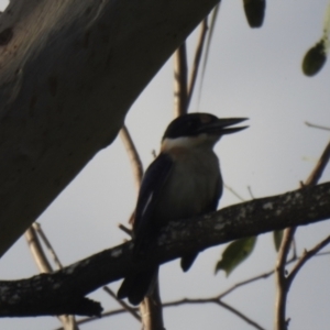 Todiramphus macleayii at Lake MacDonald, QLD - 28 Jan 2019