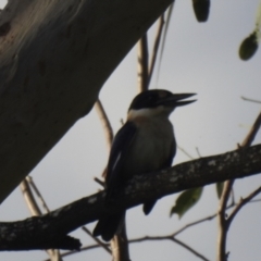 Todiramphus macleayii (Forest Kingfisher) at Lake MacDonald, QLD - 28 Jan 2019 by Liam.m