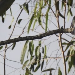 Todiramphus macleayii at Lake MacDonald, QLD - 28 Jan 2019