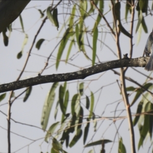 Todiramphus macleayii at Lake MacDonald, QLD - 28 Jan 2019