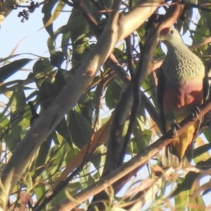 Ptilinopus regina at Lake MacDonald, QLD - 29 Jan 2019