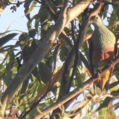 Ptilinopus regina (Rose-crowned Fruit-Dove) at Lake MacDonald, QLD - 28 Jan 2019 by Liam.m