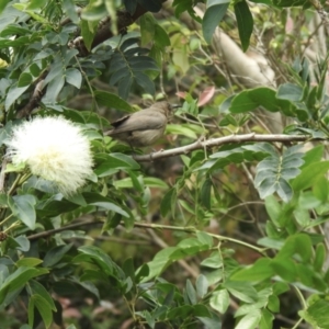 Myzomela obscura at Tinbeerwah, QLD - 17 Dec 2019