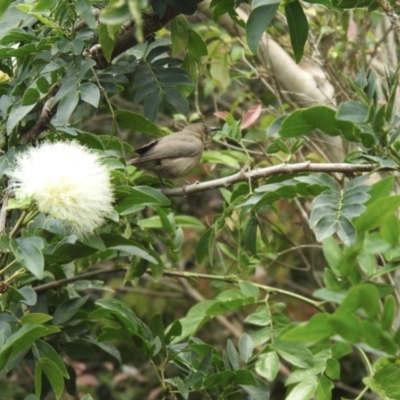 Myzomela obscura (Dusky Honeyeater) at Tinbeerwah, QLD - 17 Dec 2019 by Liam.m