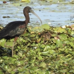 Plegadis falcinellus (Glossy Ibis) at Lake MacDonald, QLD - 18 Dec 2019 by Liam.m