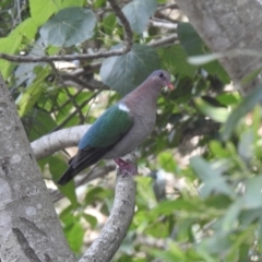 Chalcophaps longirostris (Pacific Emerald Dove) at Cooroy Creek Bushland Reserve - Marara Street - 18 Dec 2019 by Liam.m