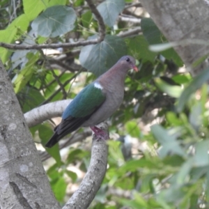 Chalcophaps longirostris (Pacific Emerald Dove) at Cooroy, QLD by Liam.m