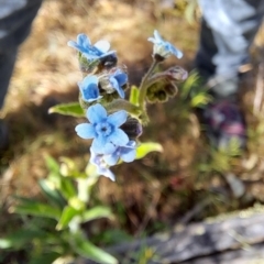 Cynoglossum australe (Australian Forget-me-not) at Fadden, ACT - 9 Dec 2022 by LPadg