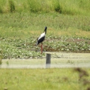 Ephippiorhynchus asiaticus at Lake MacDonald, QLD - 21 Dec 2019