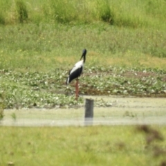 Ephippiorhynchus asiaticus (Black-necked Stork) at Lake MacDonald, QLD - 21 Dec 2019 by Liam.m