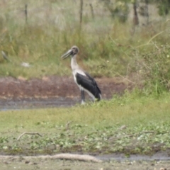 Ephippiorhynchus asiaticus at Lake MacDonald, QLD - suppressed