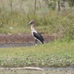 Ephippiorhynchus asiaticus at Lake MacDonald, QLD - 21 Dec 2019
