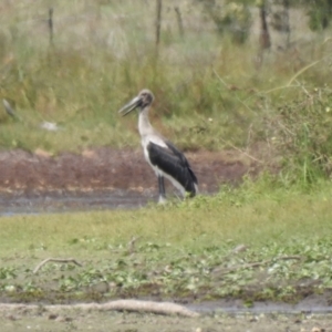 Ephippiorhynchus asiaticus at Lake MacDonald, QLD - suppressed
