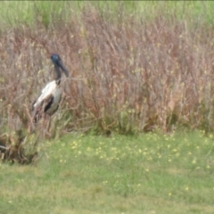 Ephippiorhynchus asiaticus at Lake MacDonald, QLD - suppressed