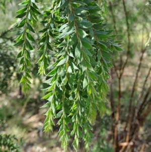 Acacia vestita at Macarthur, ACT - 9 Dec 2022 10:59 AM