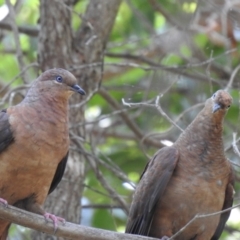 Macropygia phasianella (Brown Cuckoo-dove) at Lake MacDonald, QLD - 21 Dec 2019 by Liam.m