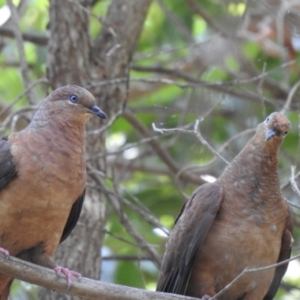 Macropygia phasianella (Brown Cuckoo-dove) at suppressed by Liam.m