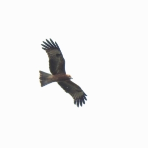 Lophoictinia isura (Square-tailed Kite) at suppressed by Liam.m