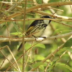 Phylidonyris niger (White-cheeked Honeyeater) at Tinbeerwah, QLD - 25 Dec 2019 by Liam.m