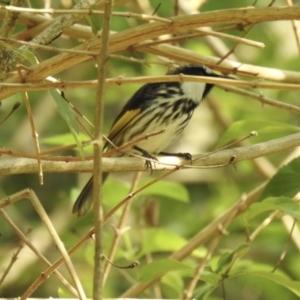 Phylidonyris niger at Tinbeerwah, QLD - 26 Dec 2019 06:43 AM