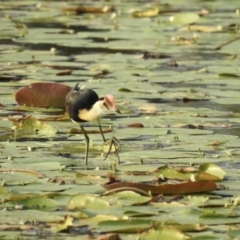 Irediparra gallinacea (Comb-crested Jacana) at Tinbeerwah, QLD - 24 Dec 2019 by Liam.m