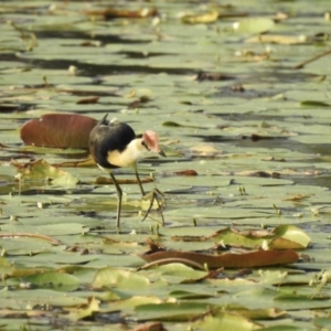 Irediparra gallinacea at Tinbeerwah, QLD - 24 Dec 2019