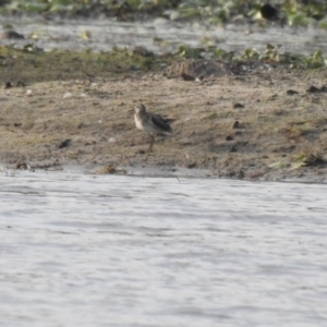 Calidris acuminata at Lake MacDonald, QLD - 24 Dec 2019 04:53 PM