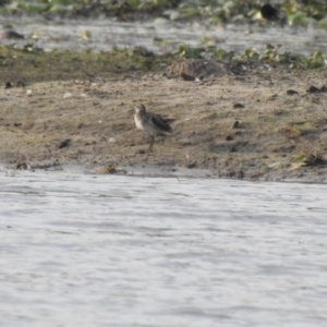 Calidris acuminata (Sharp-tailed Sandpiper) at Lake MacDonald, QLD by Liam.m