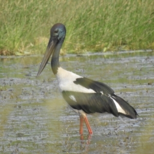 Ephippiorhynchus asiaticus at Lake MacDonald, QLD - 24 Dec 2019