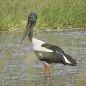 Ephippiorhynchus asiaticus at Lake MacDonald, QLD - suppressed