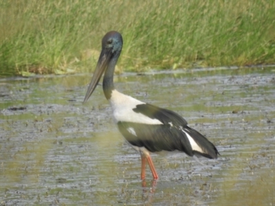 Ephippiorhynchus asiaticus (Black-necked Stork) at Lake MacDonald, QLD - 24 Dec 2019 by Liam.m