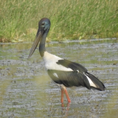 Ephippiorhynchus asiaticus (Black-necked Stork) at Lake MacDonald, QLD - 24 Dec 2019 by Liam.m