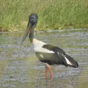 Ephippiorhynchus asiaticus (Black-necked Stork) at Lake MacDonald, QLD by Liam.m