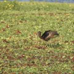 Plegadis falcinellus (Glossy Ibis) at Lake MacDonald, QLD - 24 Dec 2019 by Liam.m